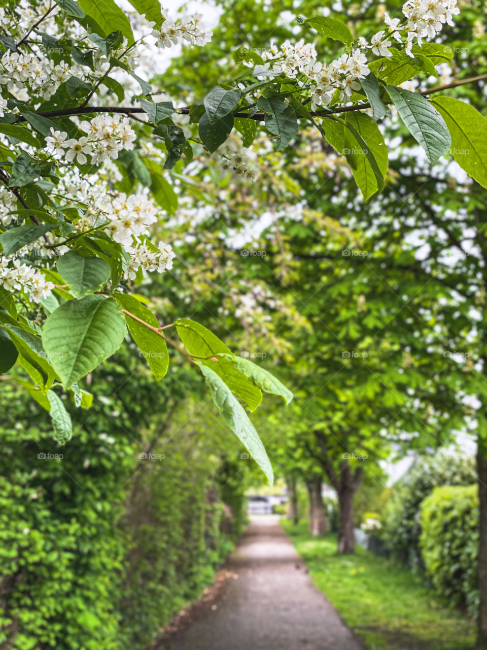 White flowers in a green garden