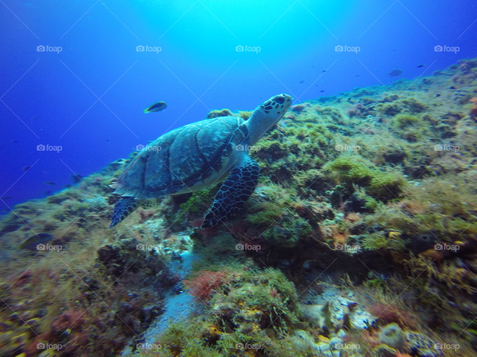 Green sea turtle swimming along the Caribbean reef