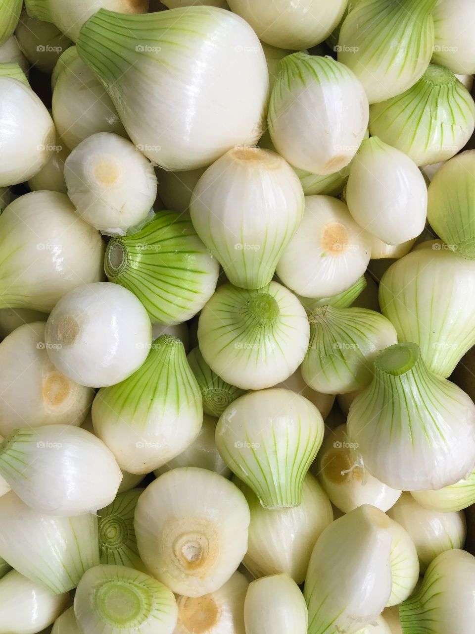 High angle view of onions