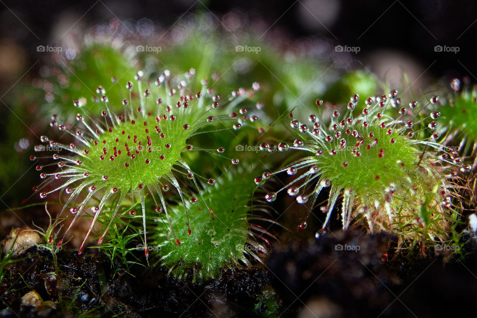 beautiful carnivorous plant