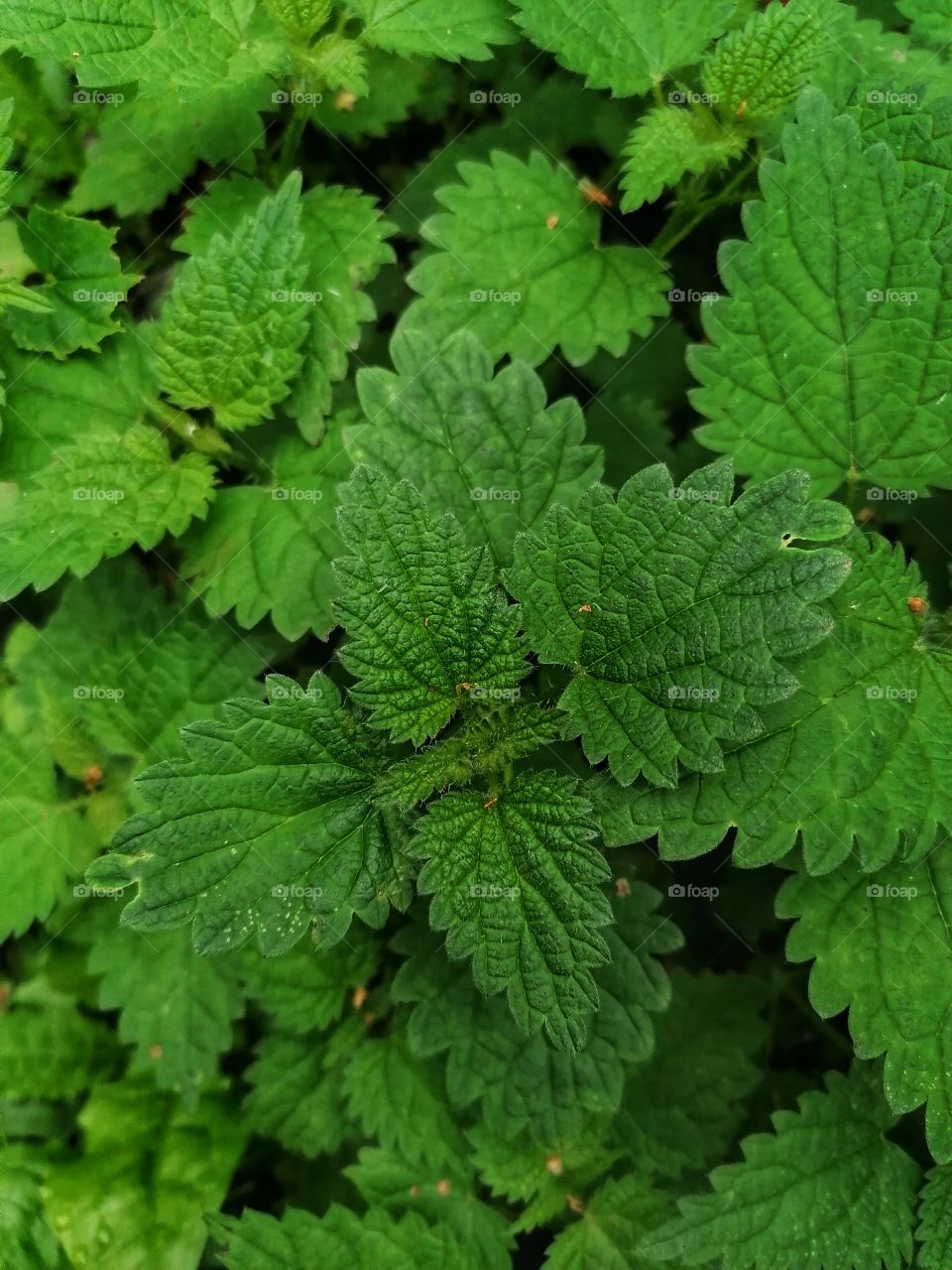 Beautiful nettle
