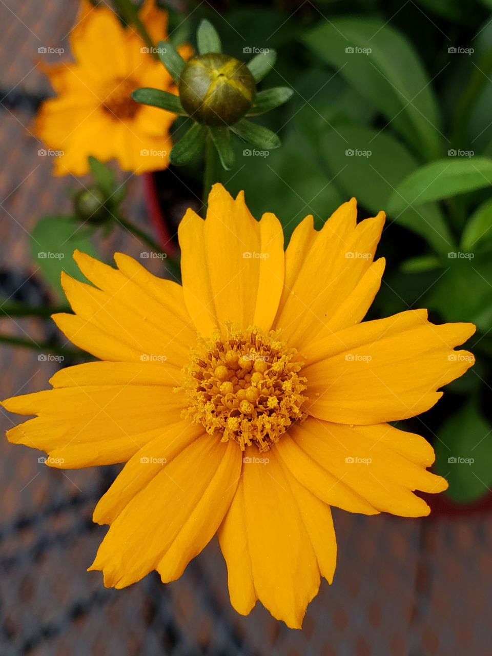 Blooming spring flowers