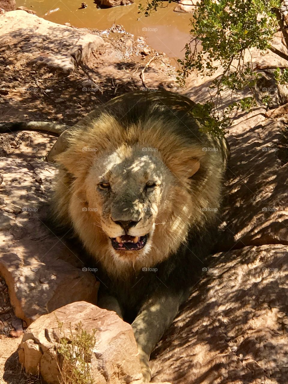 Safari Park South Africa