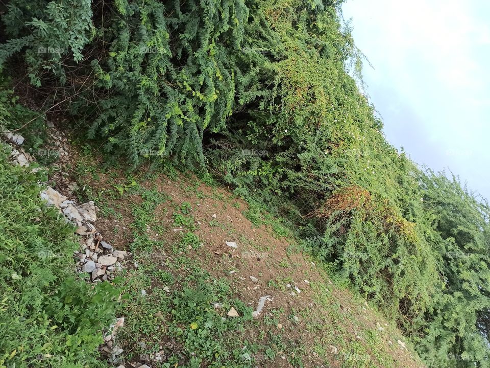 nothing more than nature.nature with no filters