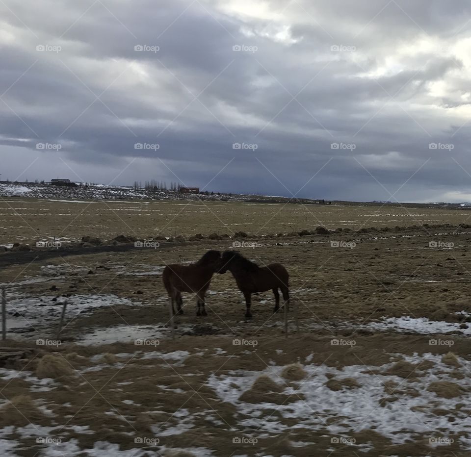 Iceland ponies 