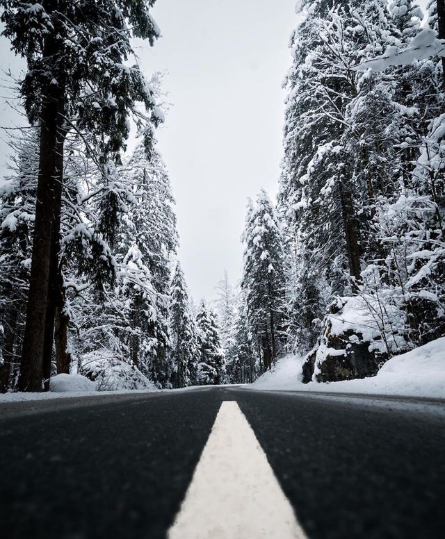 forest in winter