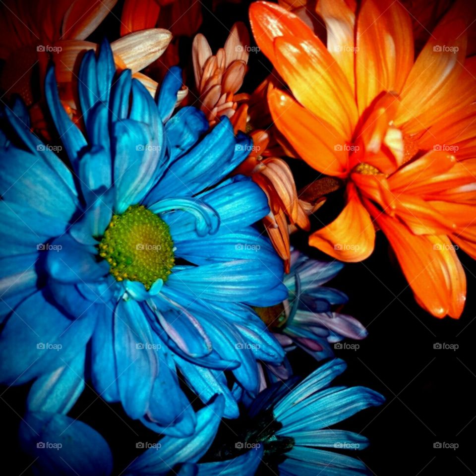 gatorfans. lighting effects