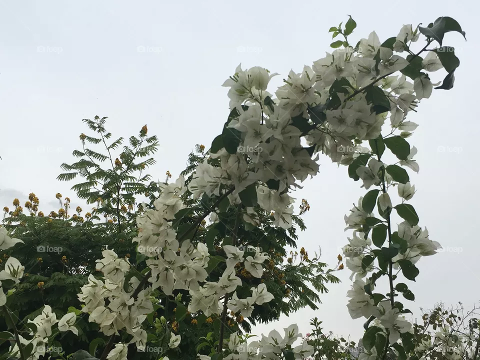 Flores