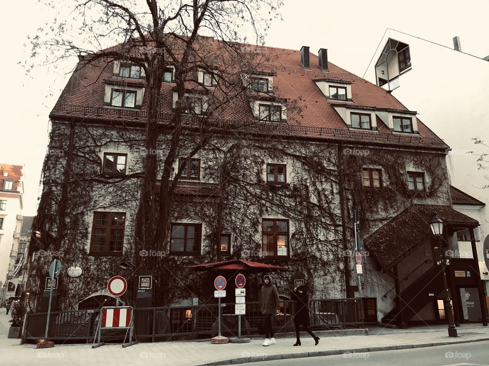 The Swallowing of Vines