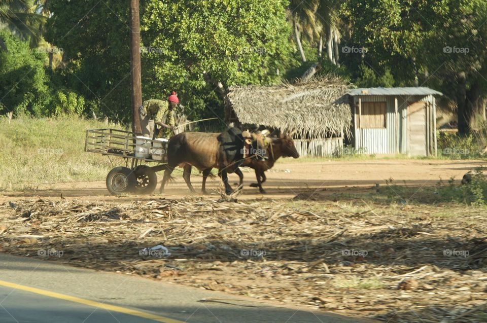 African holiday 