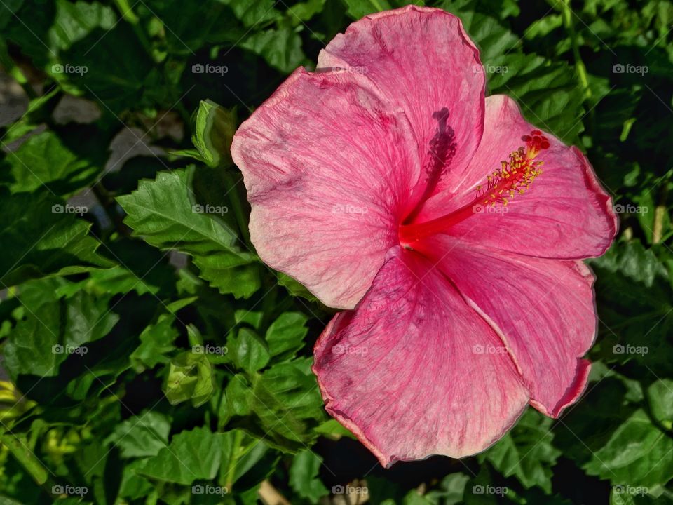 Pink Hibiscus Flower