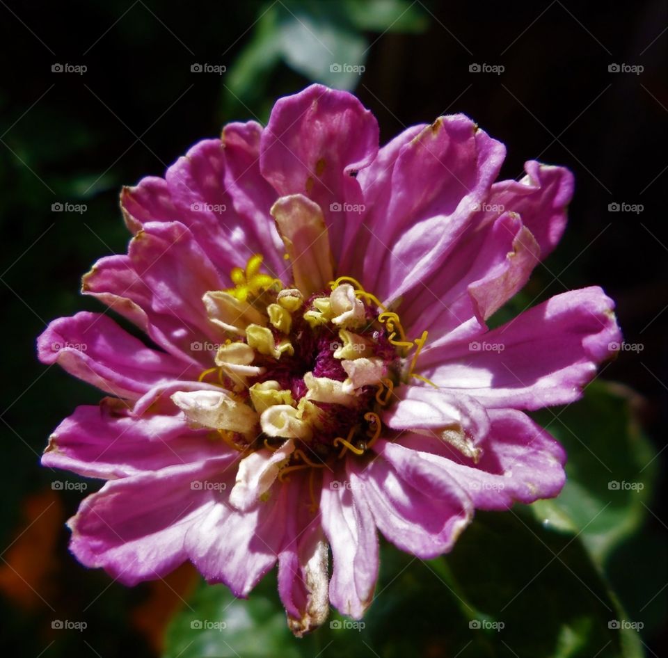 Zinnia violacea / Zinnia elegans