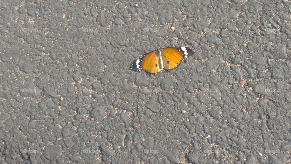 Butterfly on road