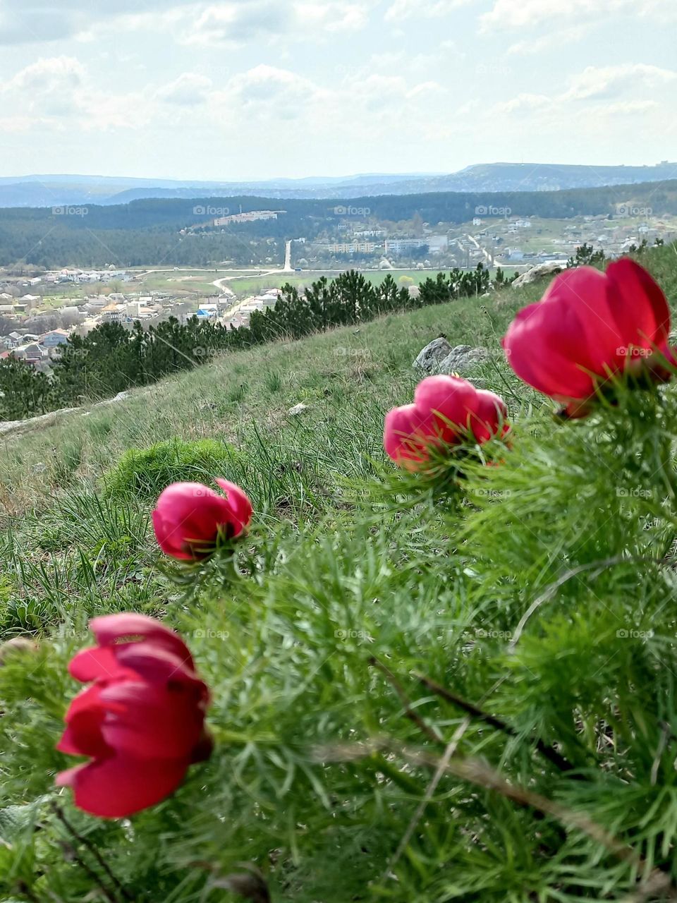 blooming red wild peonies in the mountains.