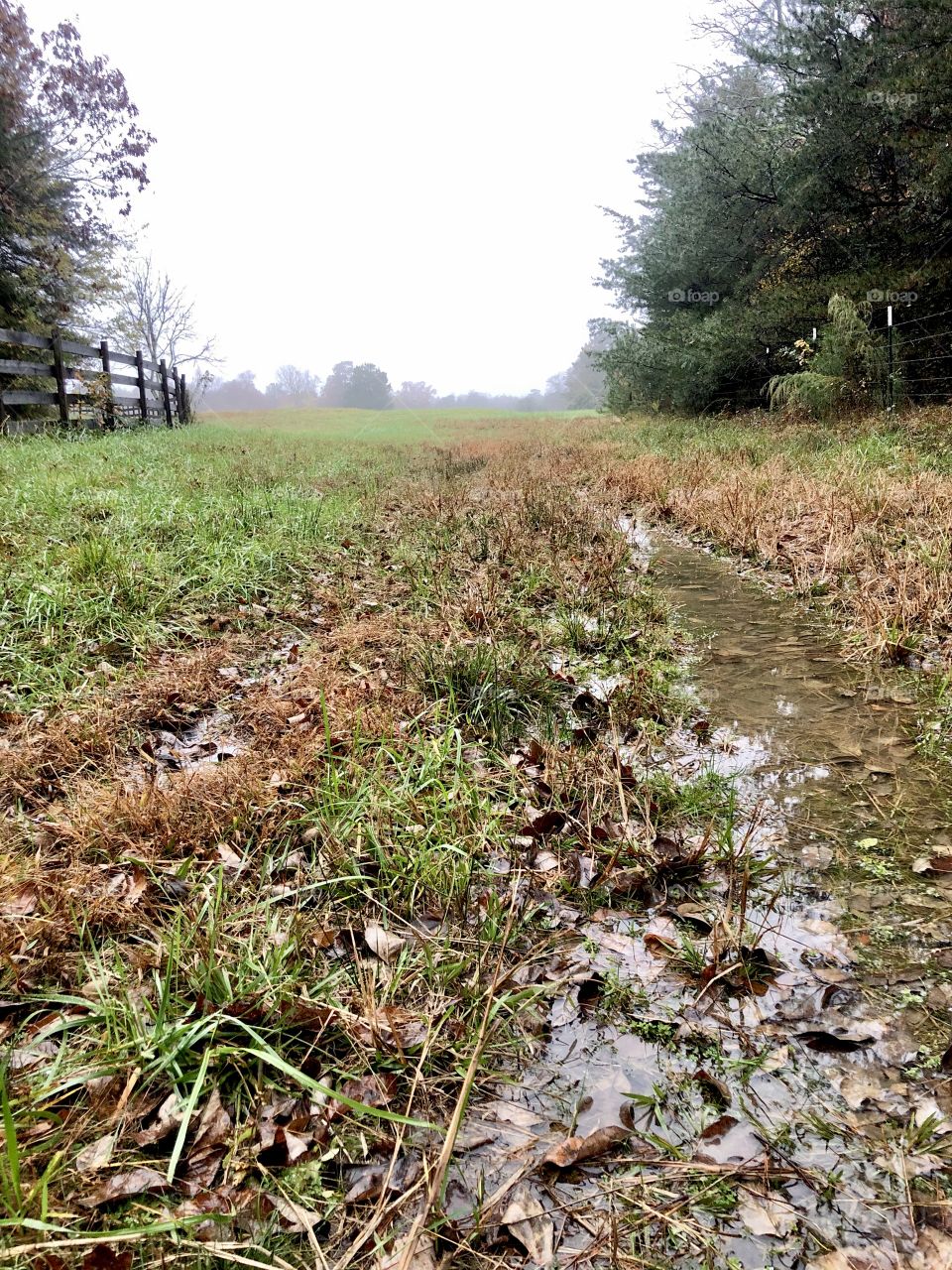 Rain puddles on dirt path by pasture and woods 