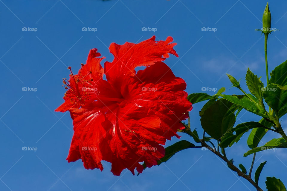 Hibiscus rosa-sinensis, known colloquially as Chinese hibiscus, China rose, Hawaiian hibiscus, rose mallow and shoeblackplant
