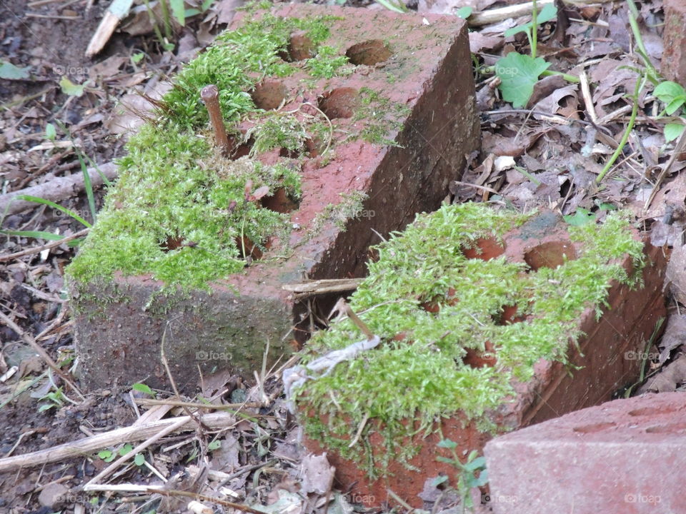 brick moss