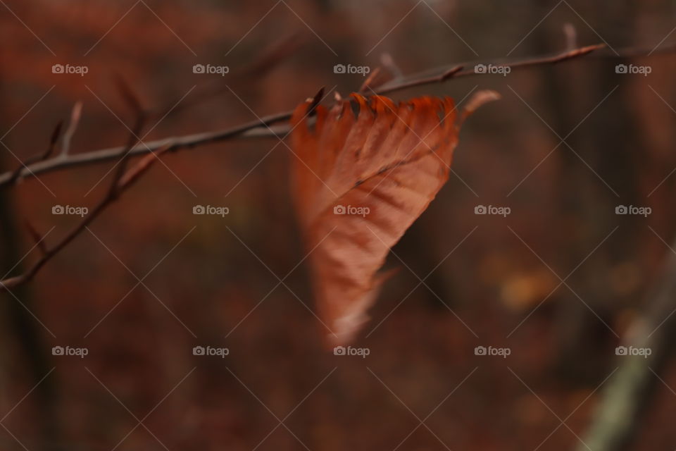 Just a leaf? Maybe in your eyes