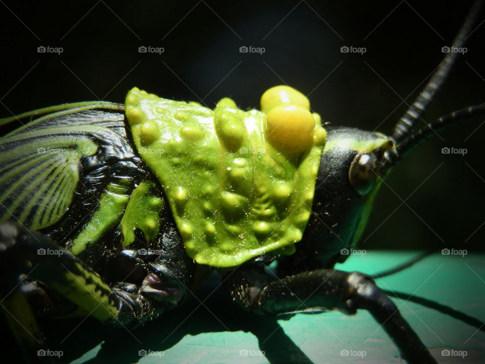 Grasshopper close up