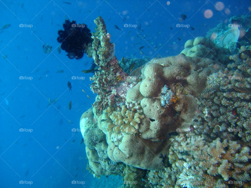 Underwater, Coral, Fish, Reef, Ocean