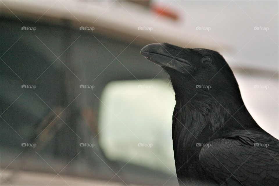 close up of crow