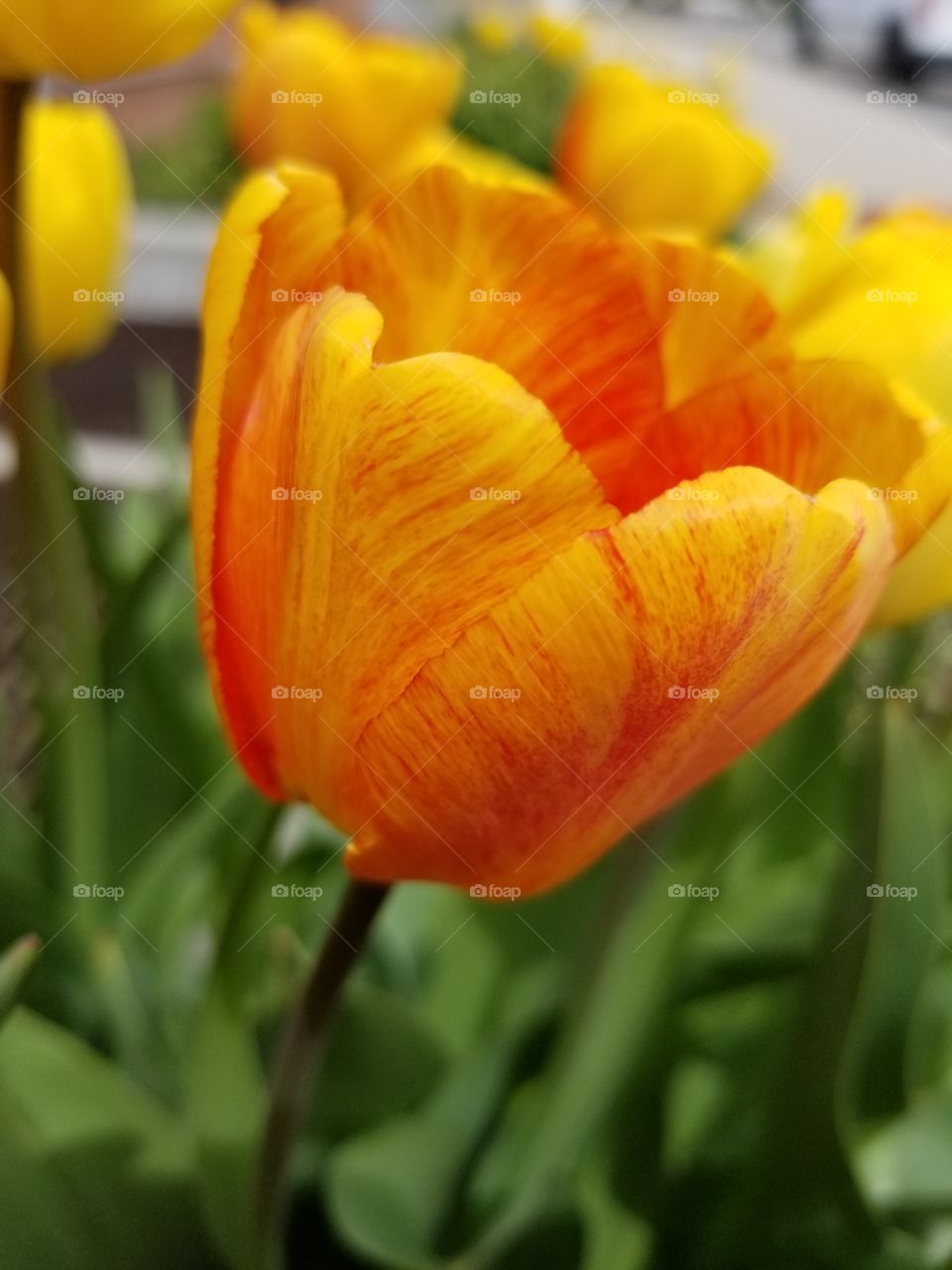 here we have different beautiful colors when rain falls and the sun shines on all flowers. Spring is here where life regrows and starts and new live and show off the amazing colors for us all to enjoy.