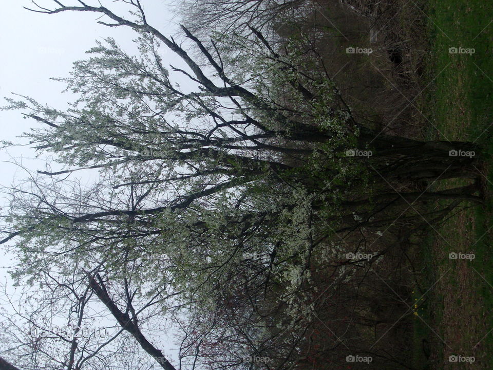 Tree, Landscape, Wood, No Person, Nature