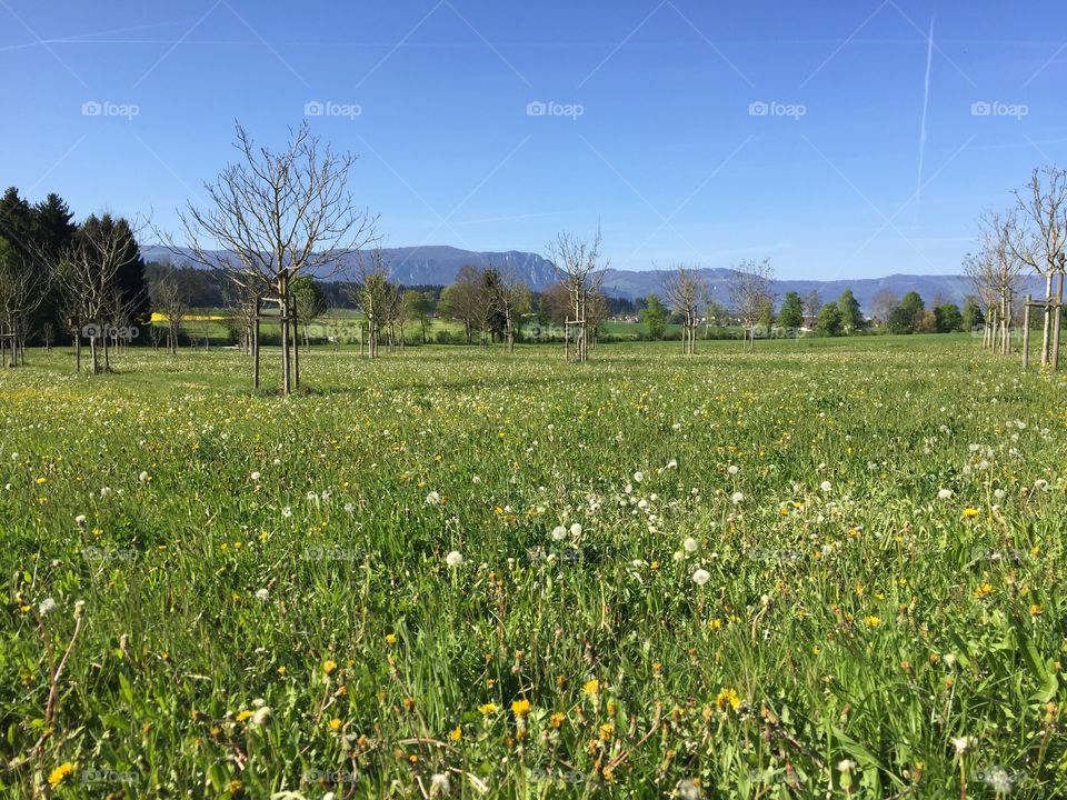 Landscape, Nature, Field, Hayfield, Grass
