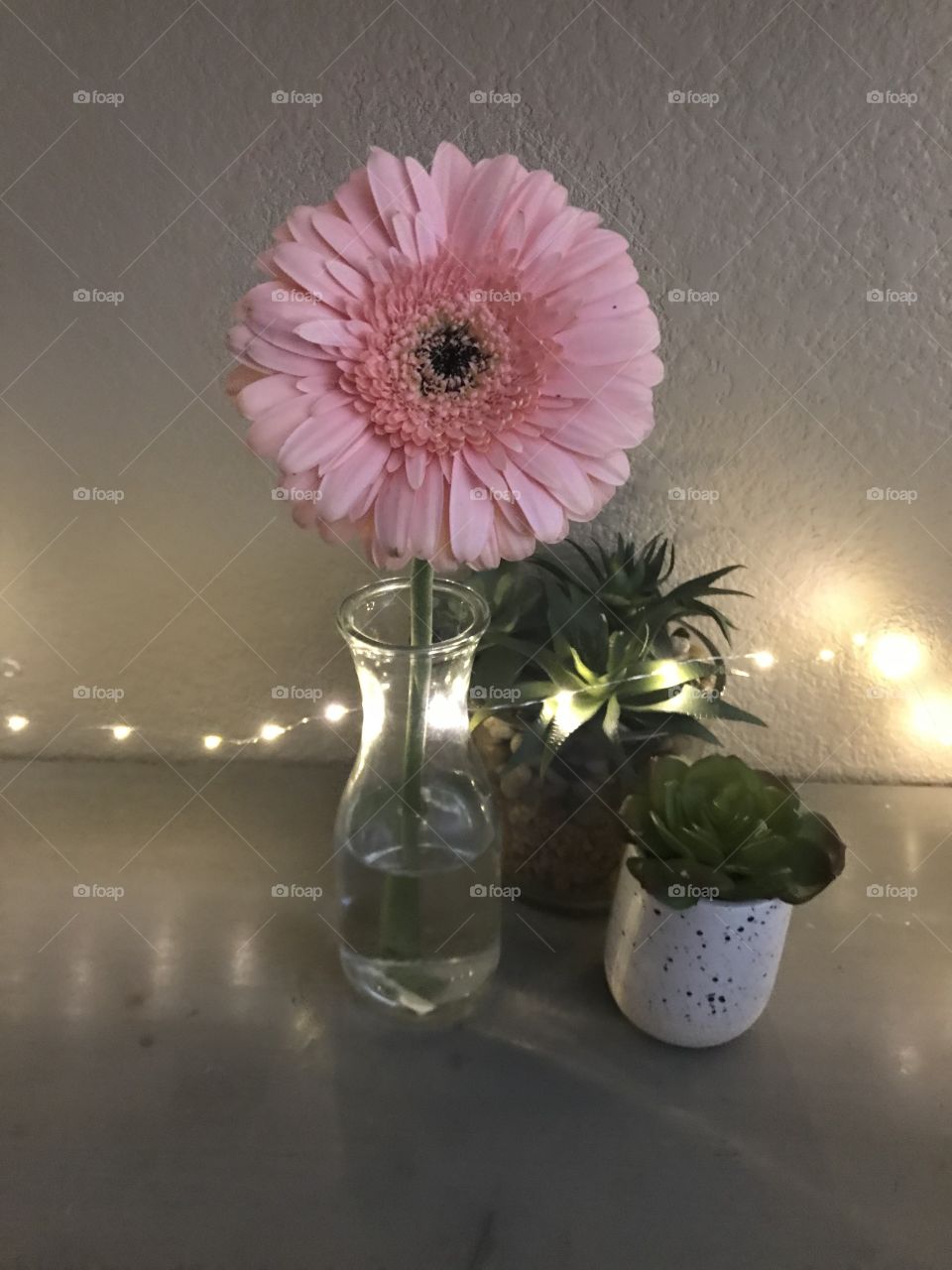 Bright Pink beautiful daisy surrounded by green plants and glowing white lights on a countertop  