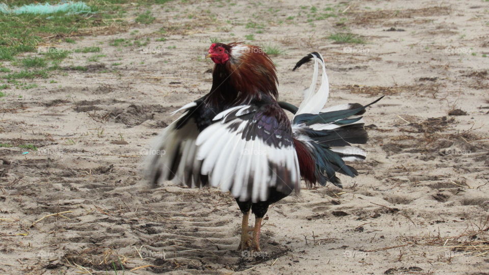 Rooster flapping it's wings
