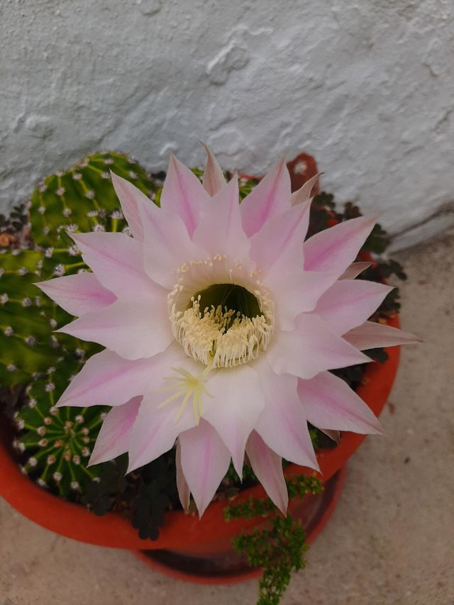 Cactus Flower