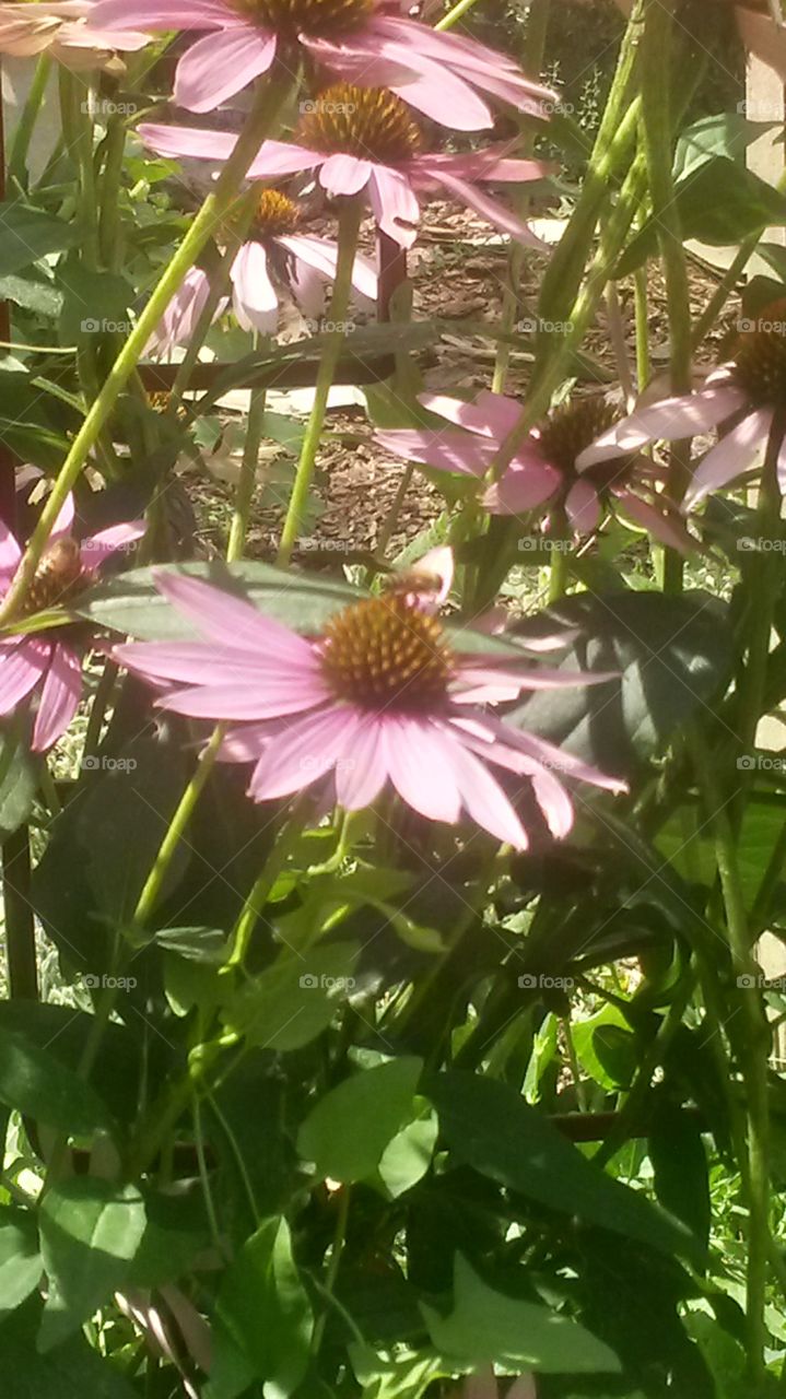 Echinacea flowers