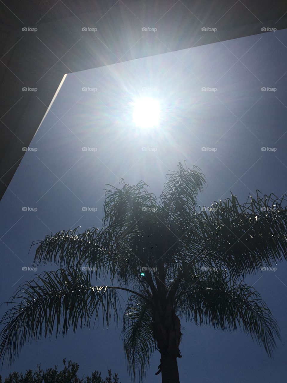 Eclipse Tampa Florida Unique sun rays flowing through the palm trees the eclipse causing a rather unusual shift in the energy we all felt at the moment as well as well as the neon grew light that’s unexplainable in a few of these pictures.