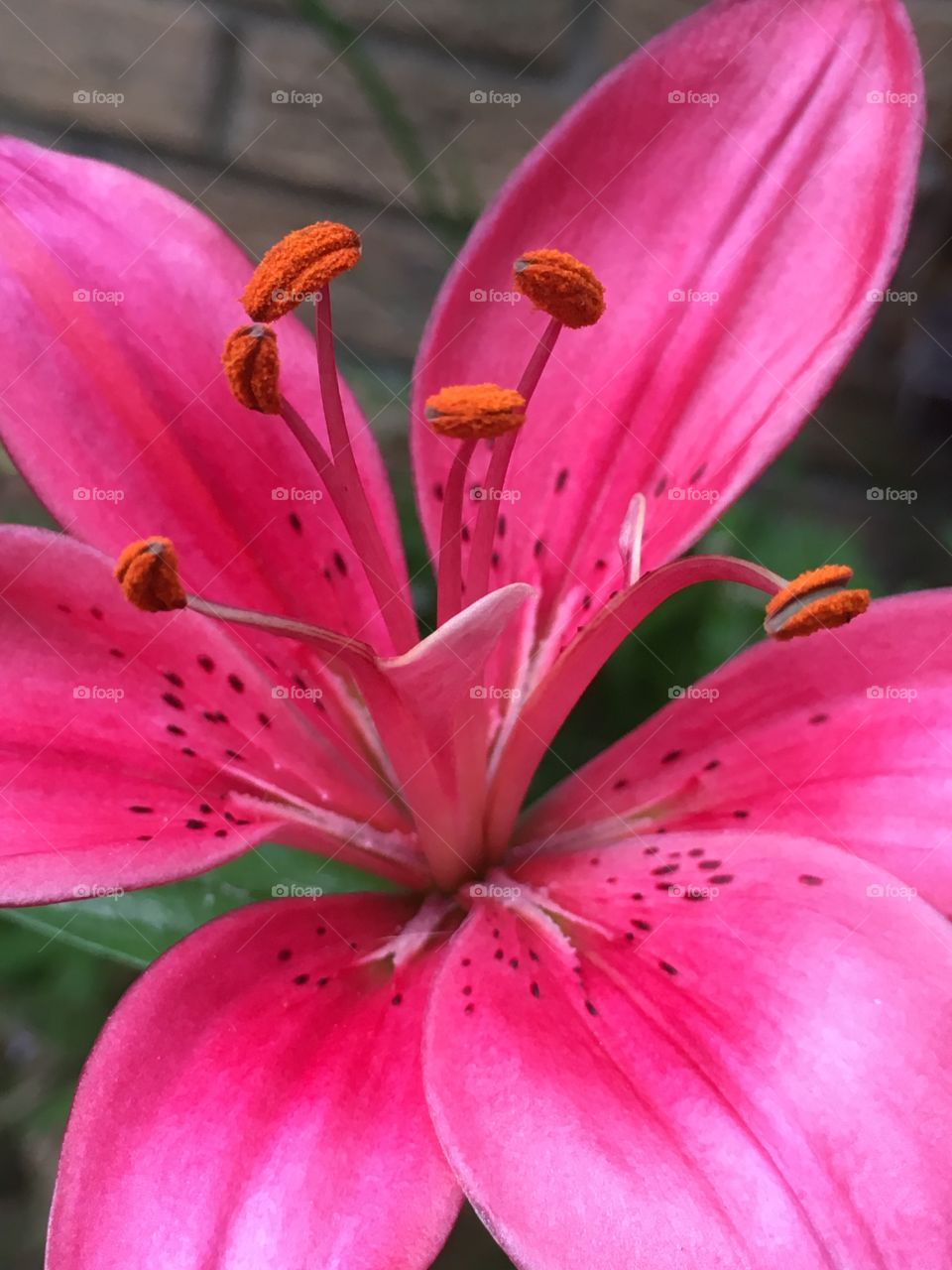 Close up view of the centre of an open lily flower in the garden in summer 