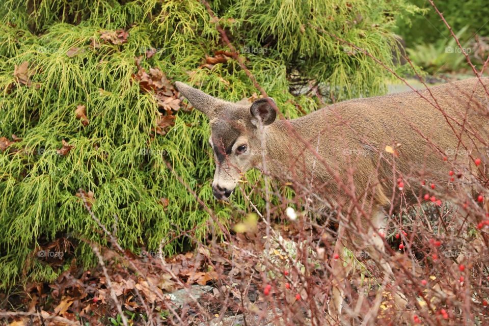 Deer in autumn 