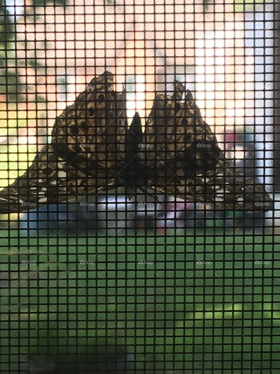 Butterfly on my window, took pic just in time before it flew away! Upside down.
