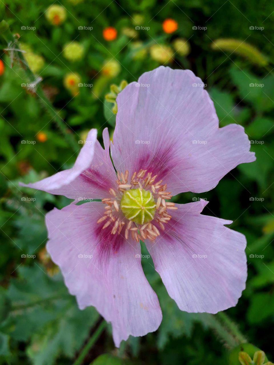 pink flower