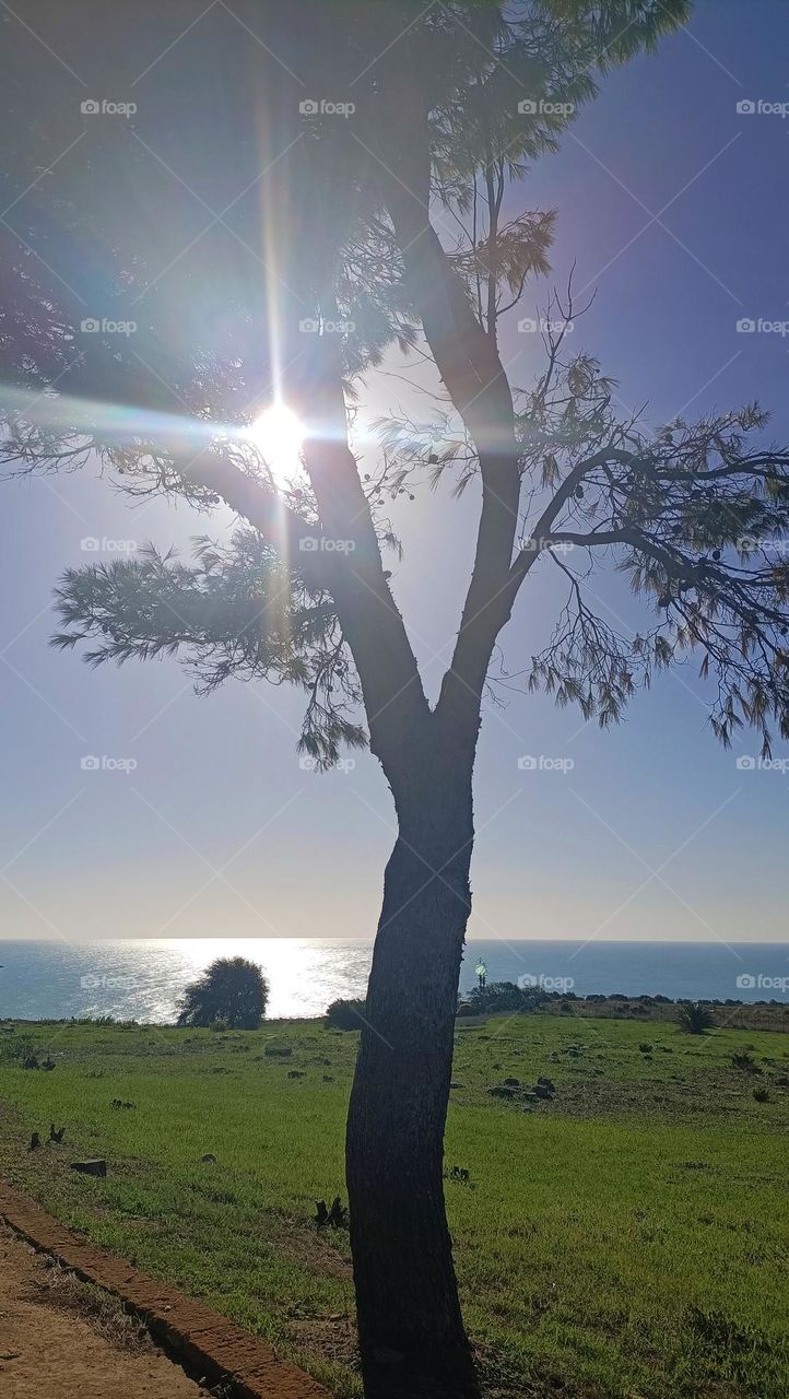 sole tra cime albero