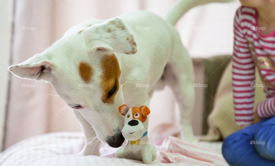 Child playing with his dog in bed