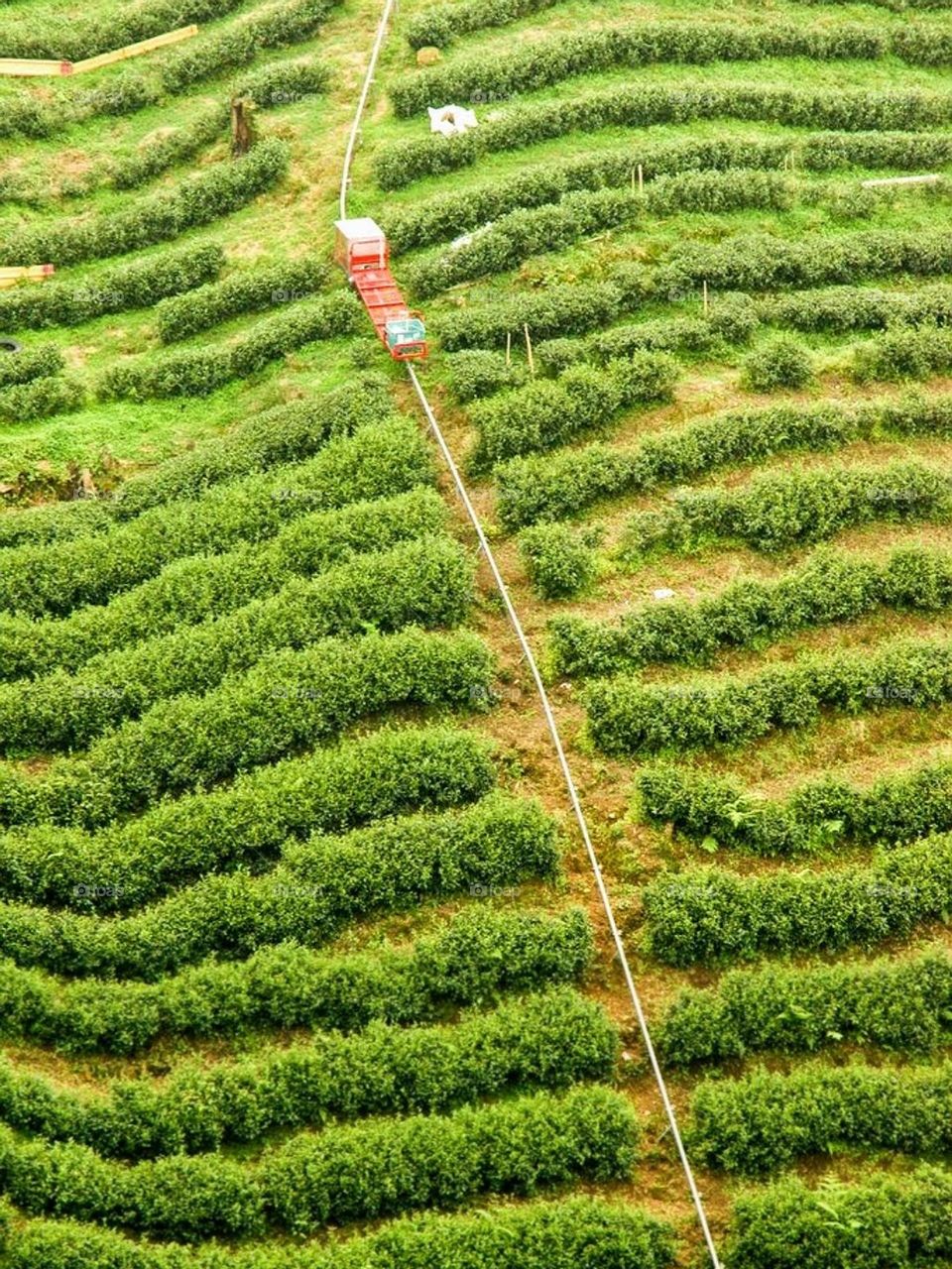 Tea field scenery