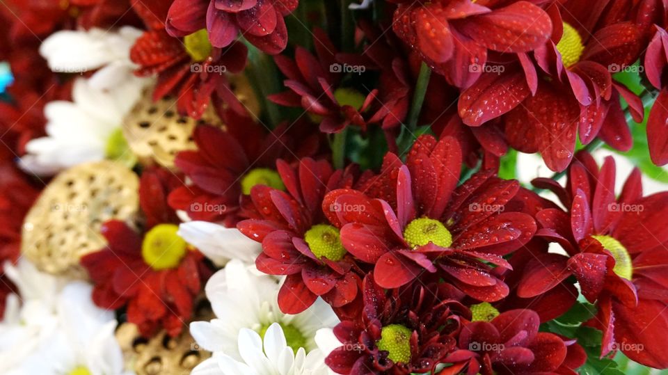Red and white Chrysanthemum with gold lotus seed