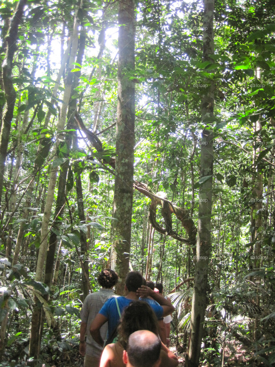 Amazon jungle walking tour . Brazil 