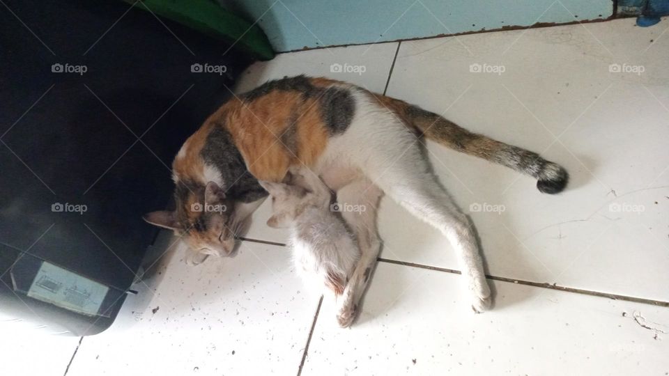 nursing cat