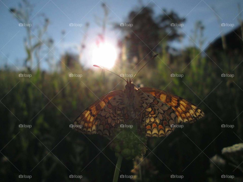 batterfly in sunset