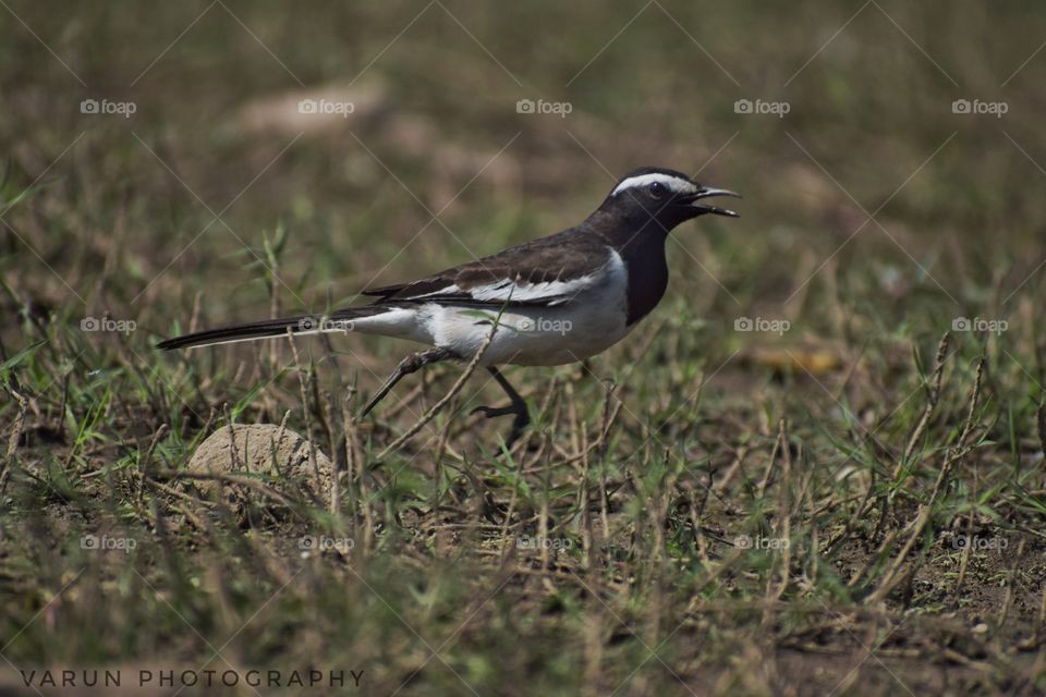 Running Magpie Robin Bird