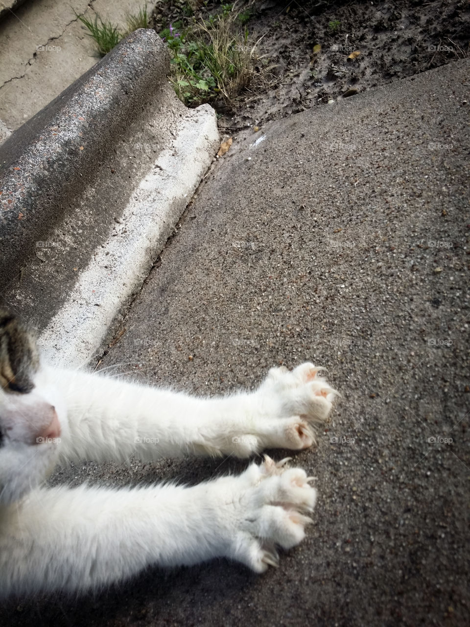 Stretch with Claws