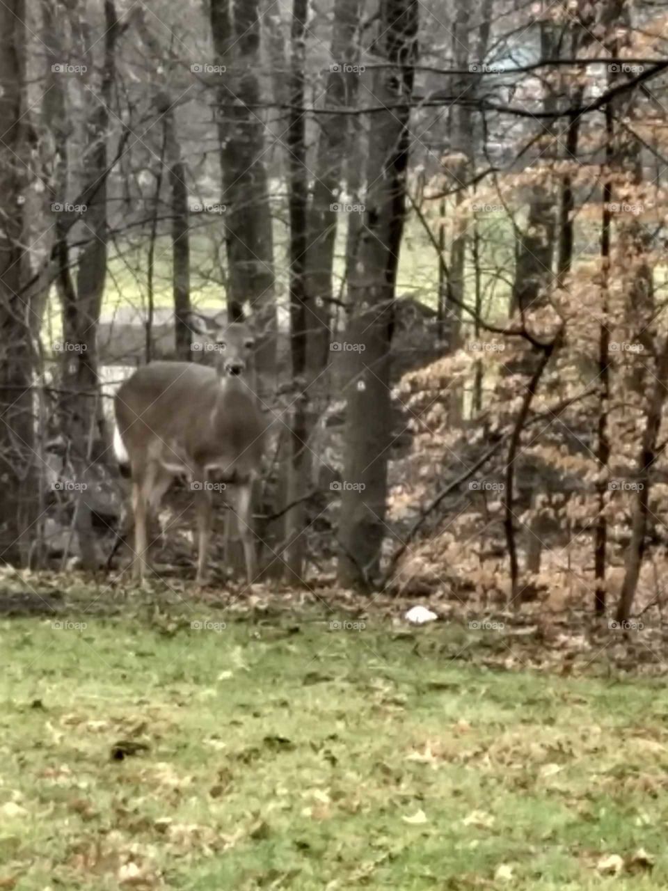 deer in the Forest