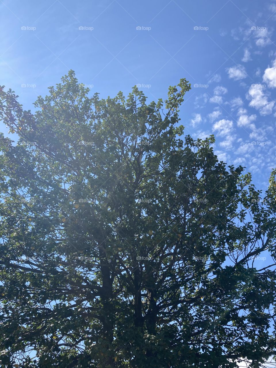 Large tree on a beautiful day outside