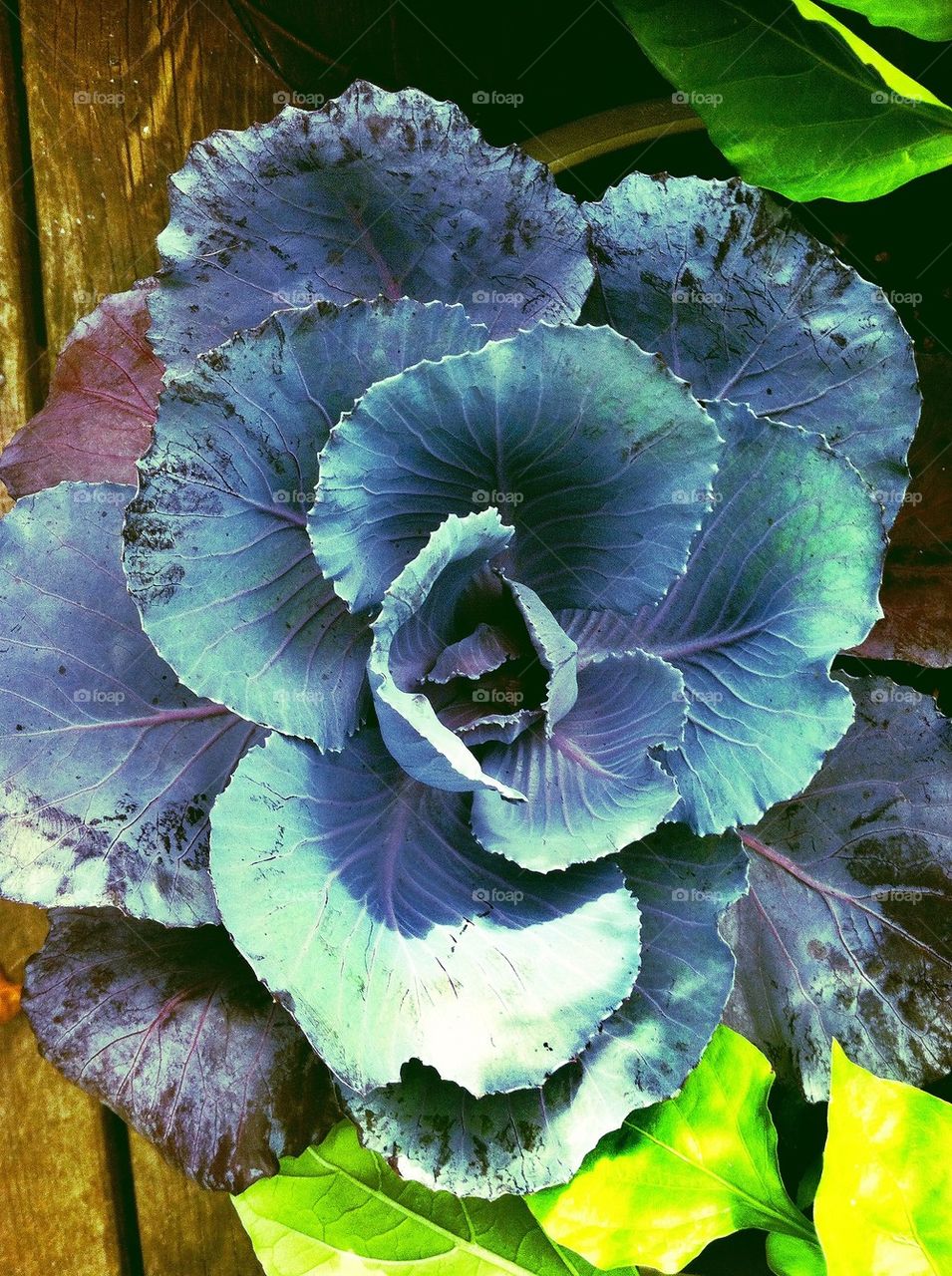 Cabbage