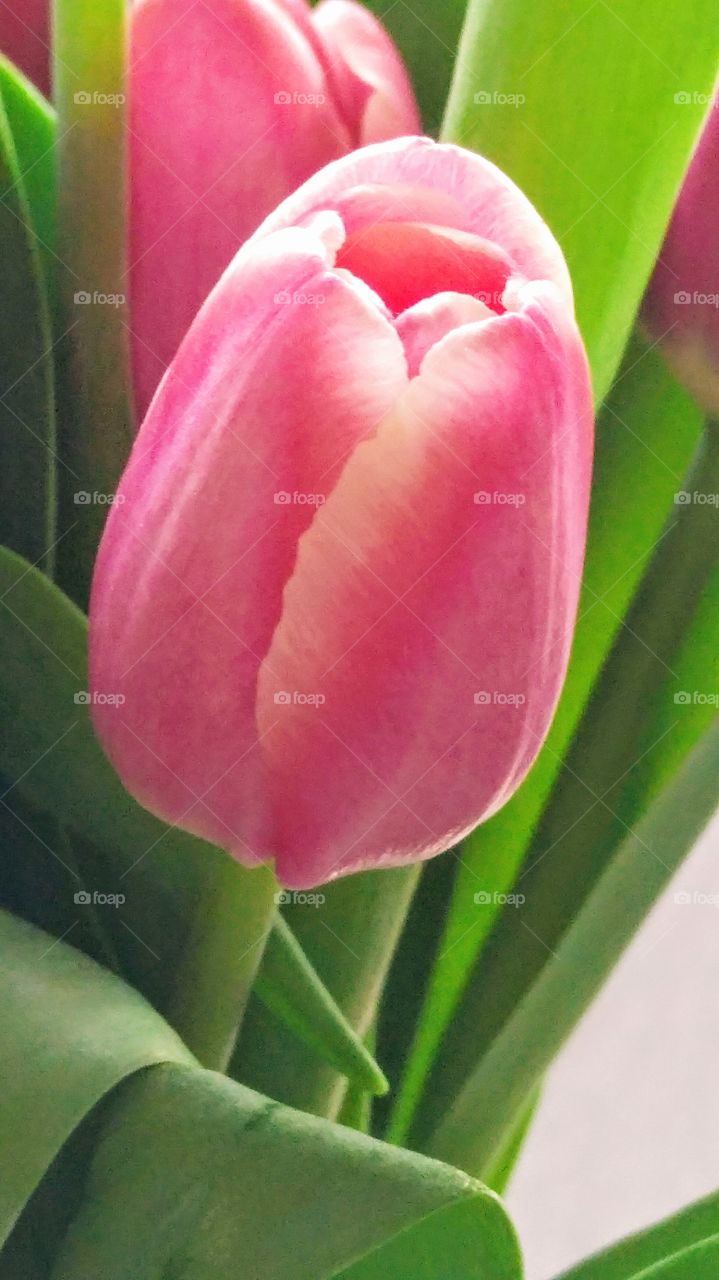 Close up of pink tulip